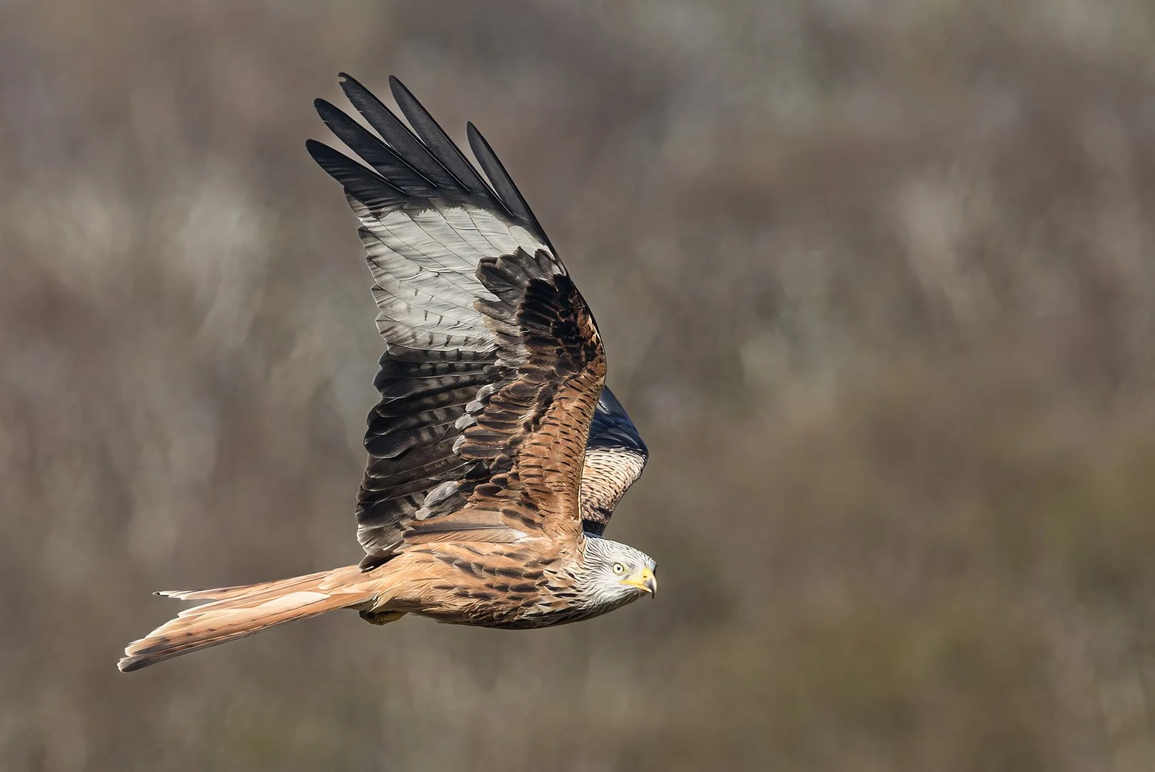 3rd Place. Kite Fly By. John Tallowin