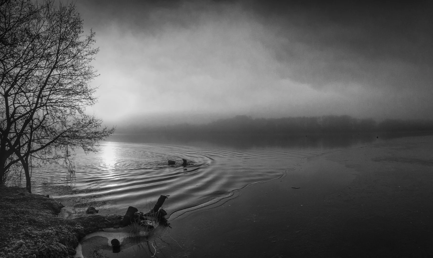 Ice Swimmer - Louise Dolan