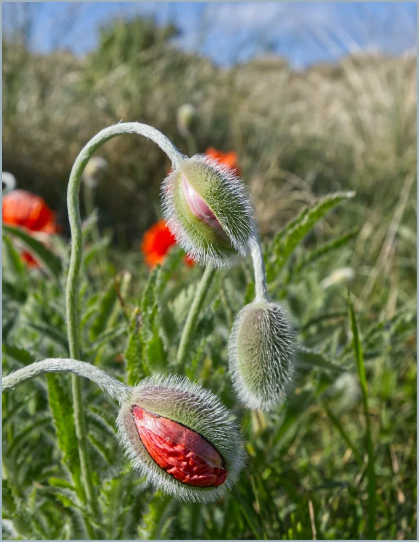Poppy Buds. Gillian Denny