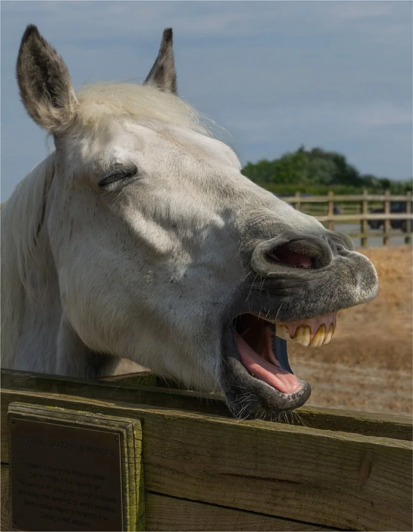 One happy horse - THIRD - Margaret Churchill