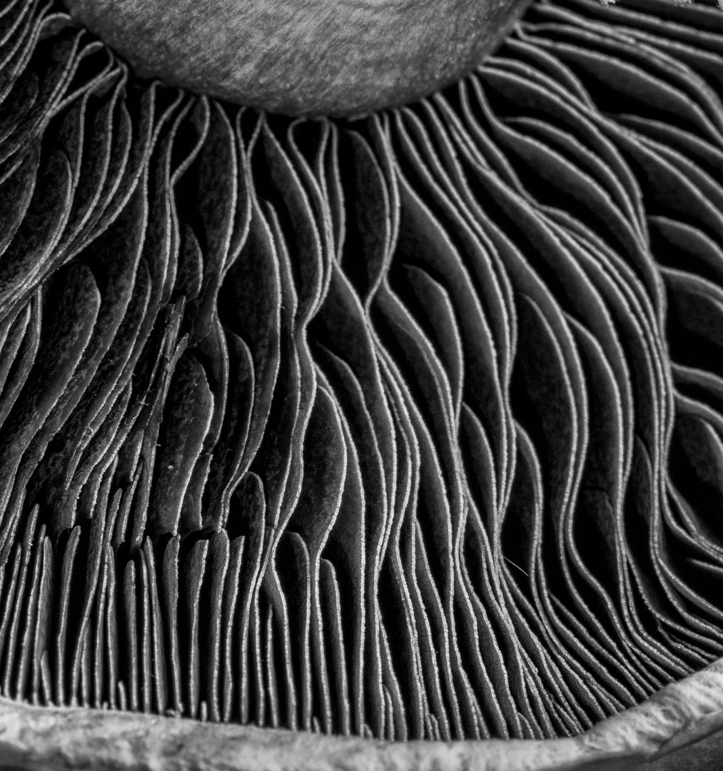 Flat Mushroom (LDo).jpg