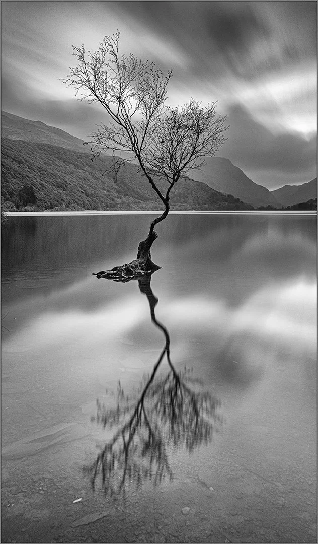 Lone tree at Llyn Padarn - WINNER - Hazel Farrow