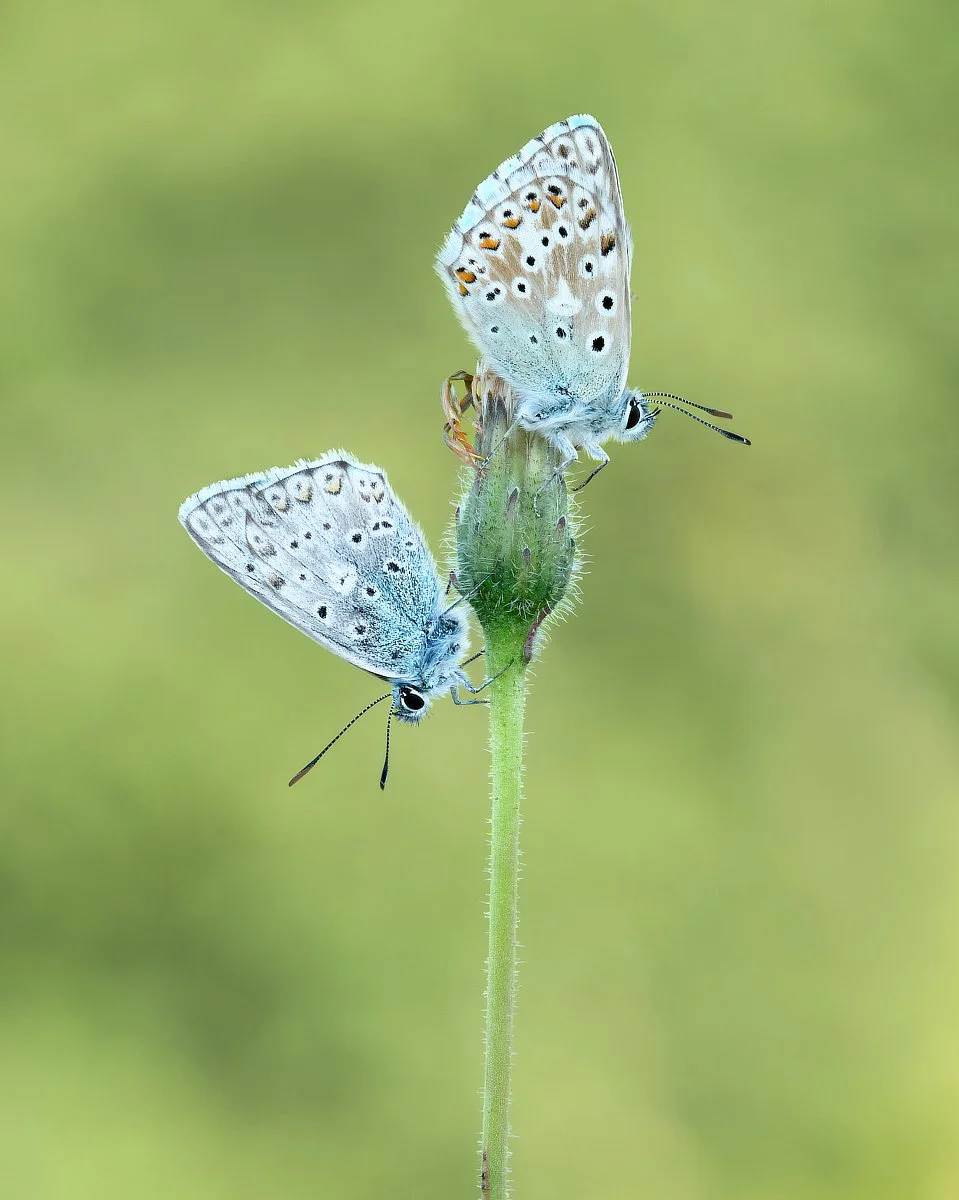 Winner Sue Evans ARPS/CPAGB/ASINWP/BPE1