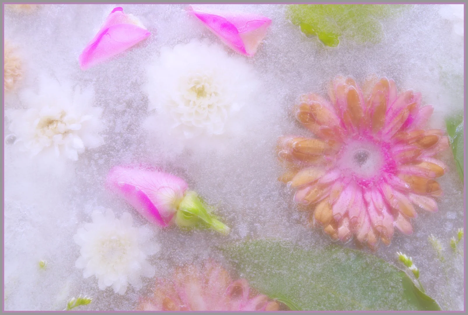 Iced Flowers - Gillian Denny