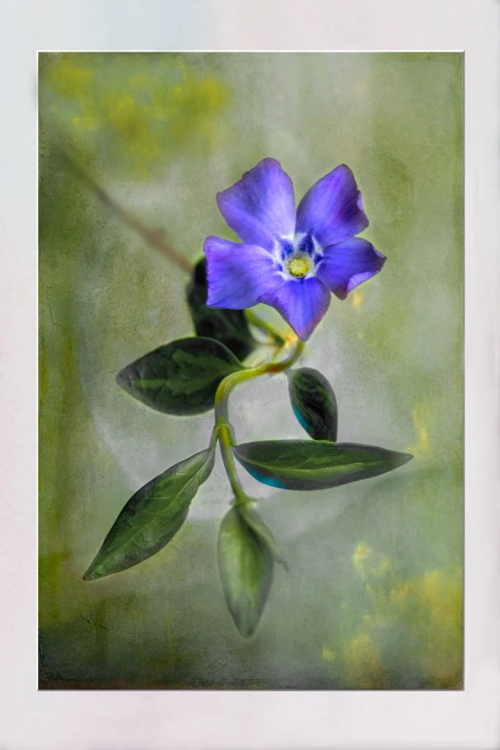 Periwinkle - 2nd RUNNER UP - David Cowling
