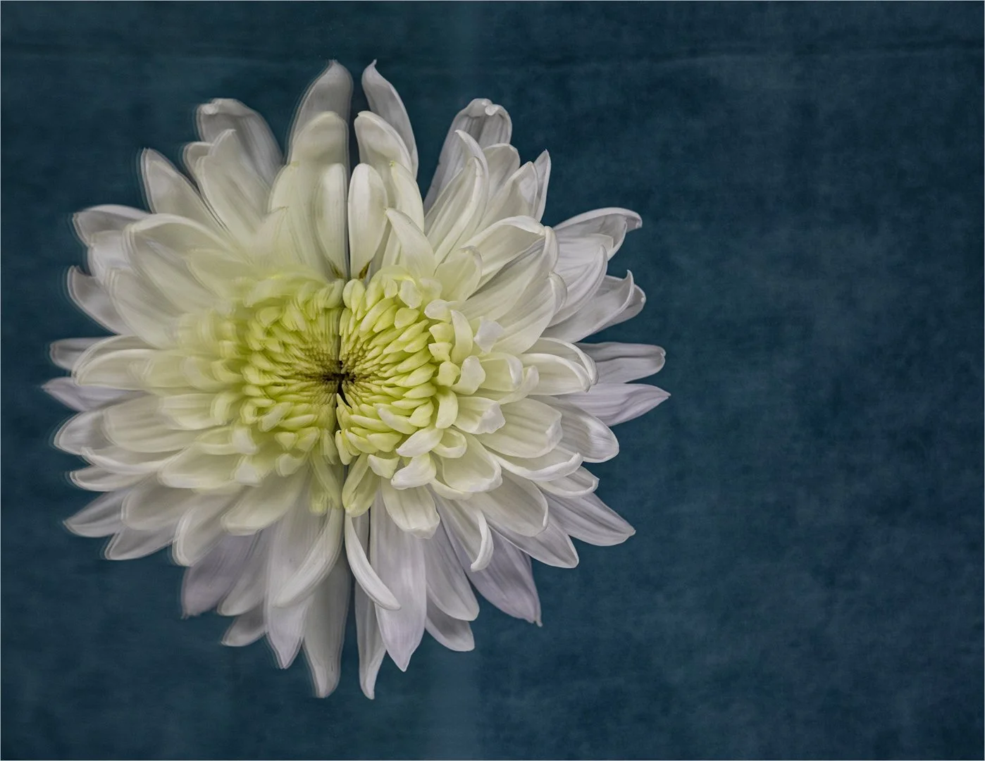 Chrysanthemum on Reflection - 2nd RUNNER UP - Teresa Chaundy Brain
