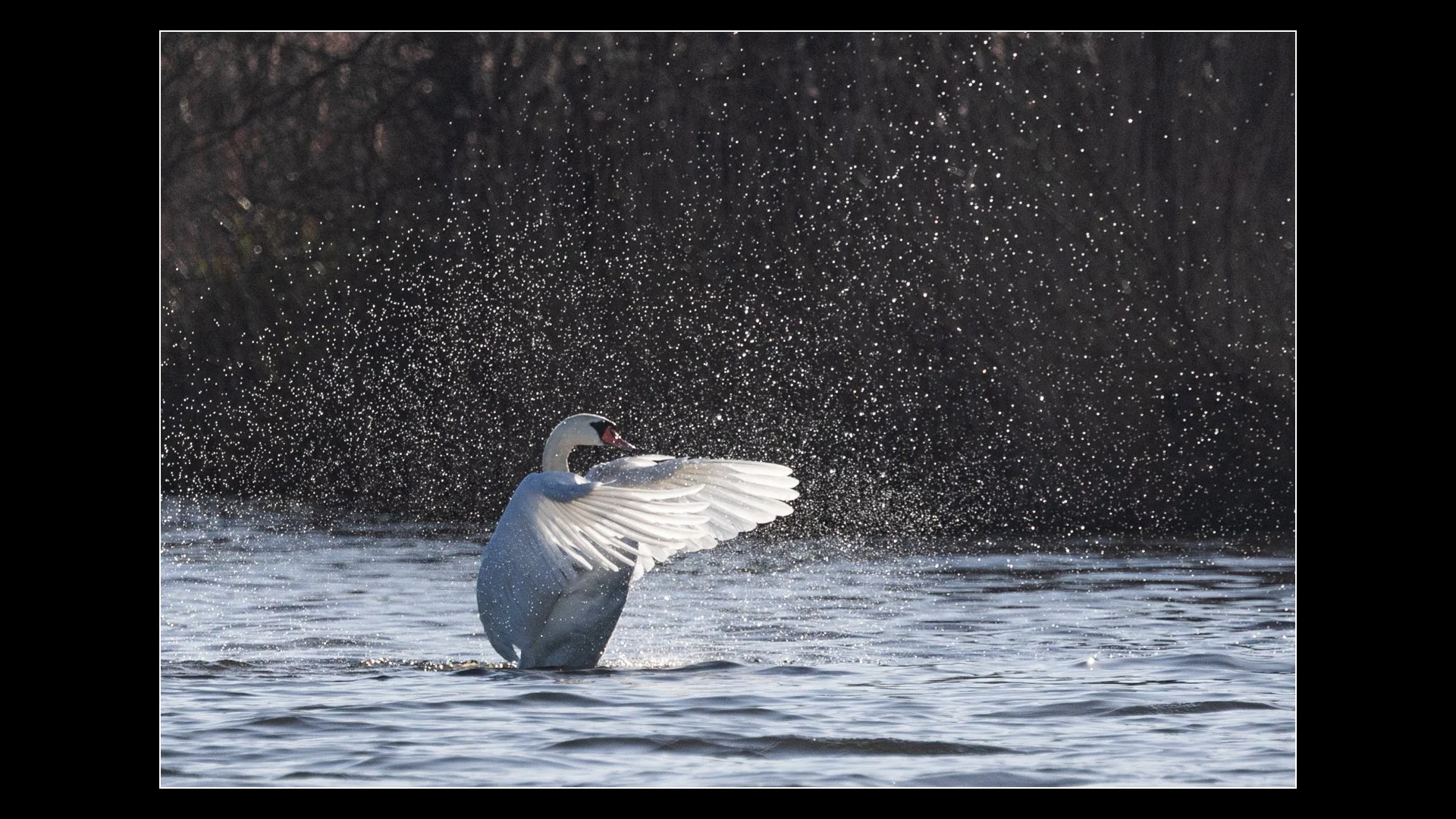 Making A Splash John Tallowin