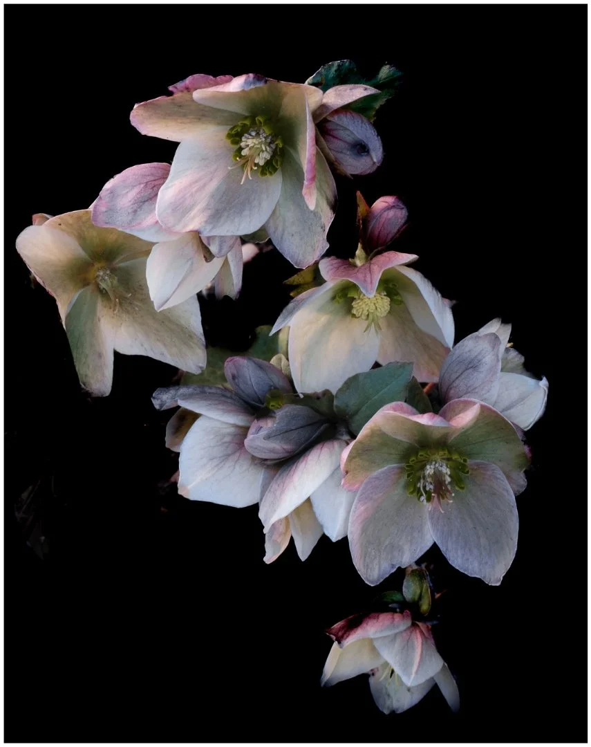 A spray of Hellibores - Jennie Mursell LRPS