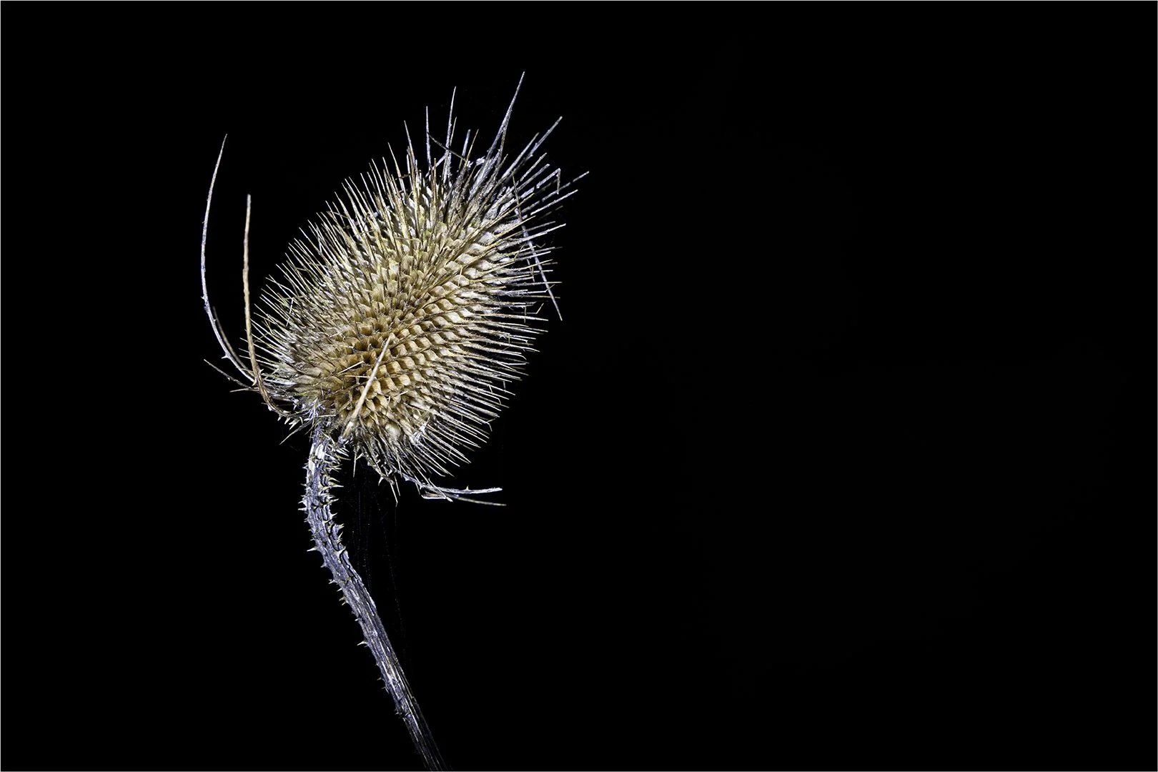 Teasel in the Dark - Rick Hathaway