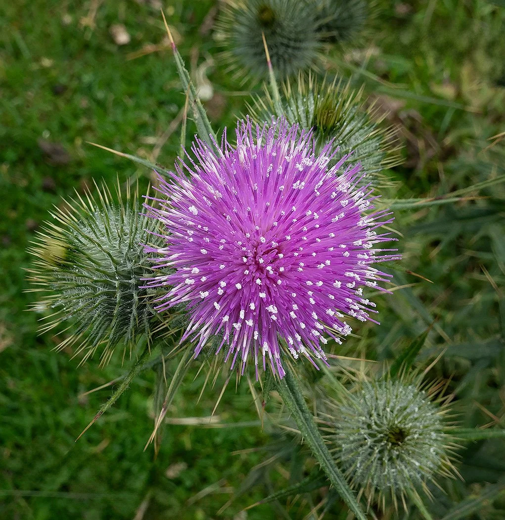 Thistle from above - Richard Courridge