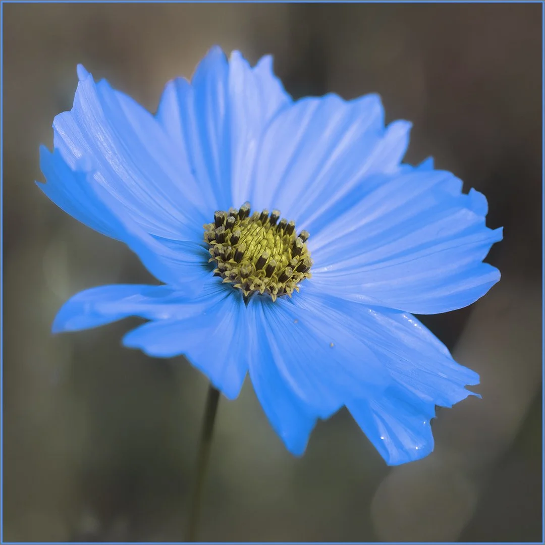 Blue Mecanopsis wanabe - Gilliann Denny