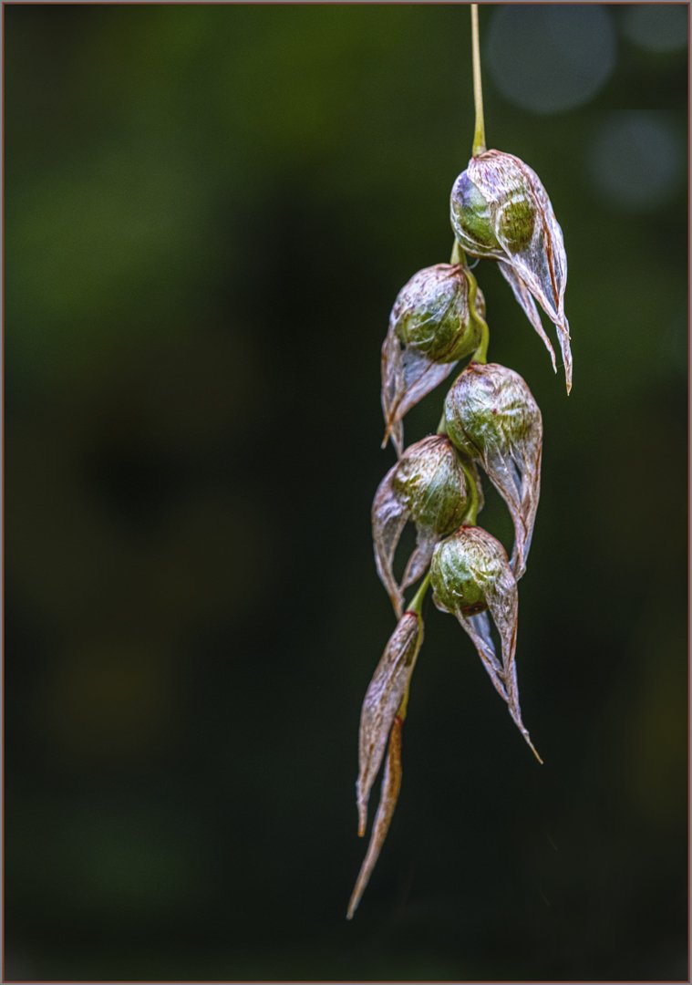 Angels Fishing Rod Seed Pods - Gillian Denny