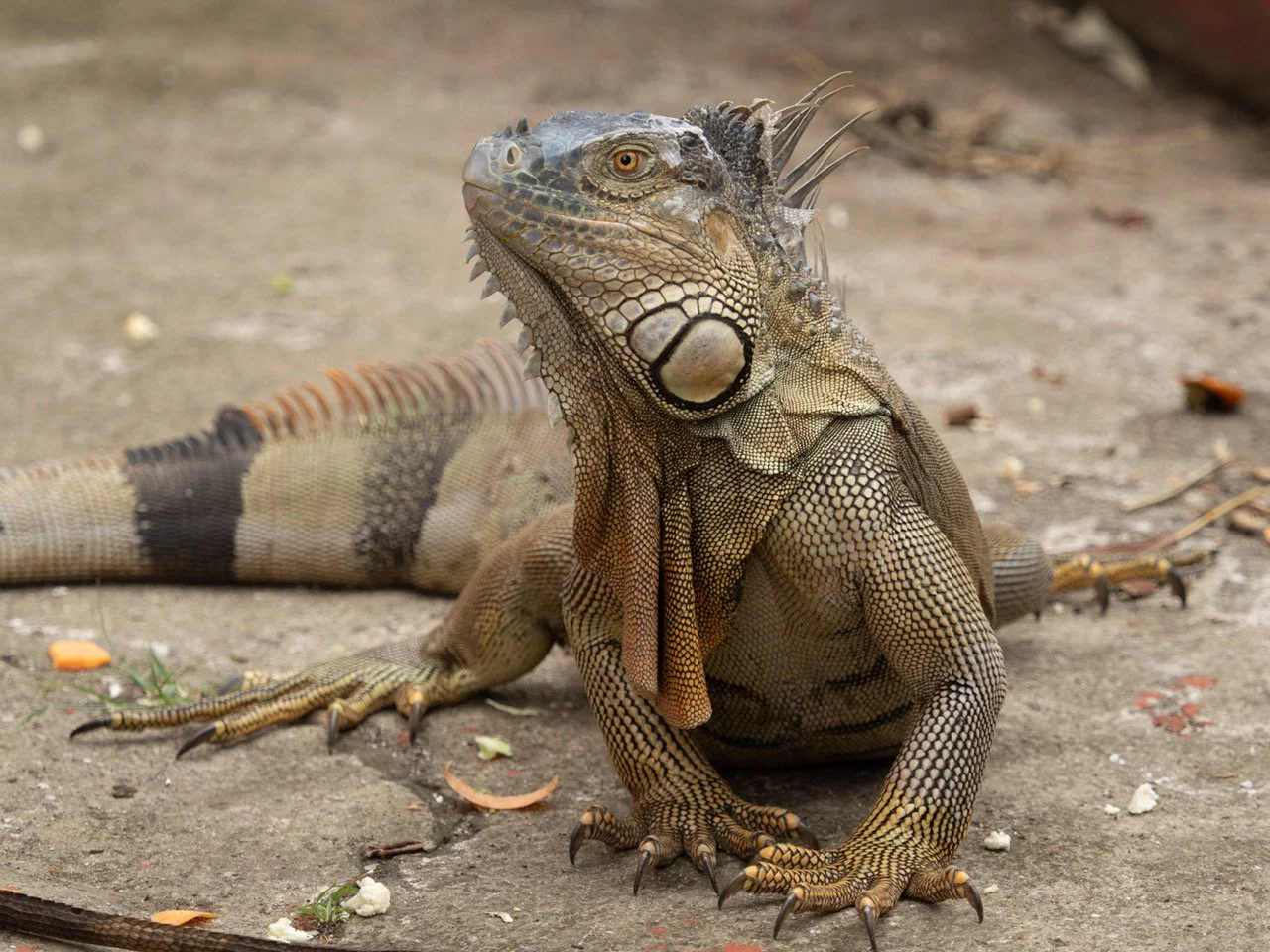 Iguana John Talon