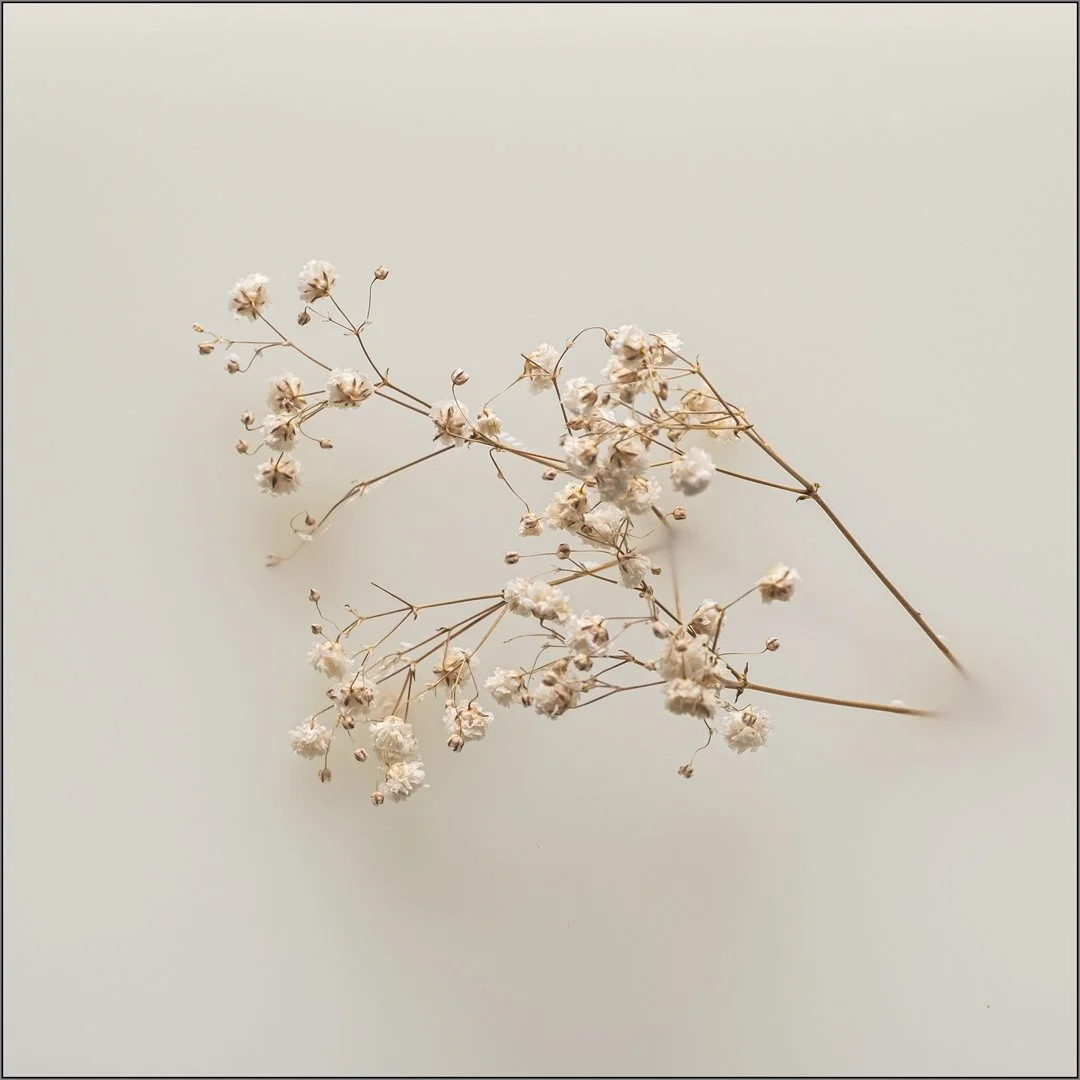 Gypsophila - Hazel Farrow LRPS