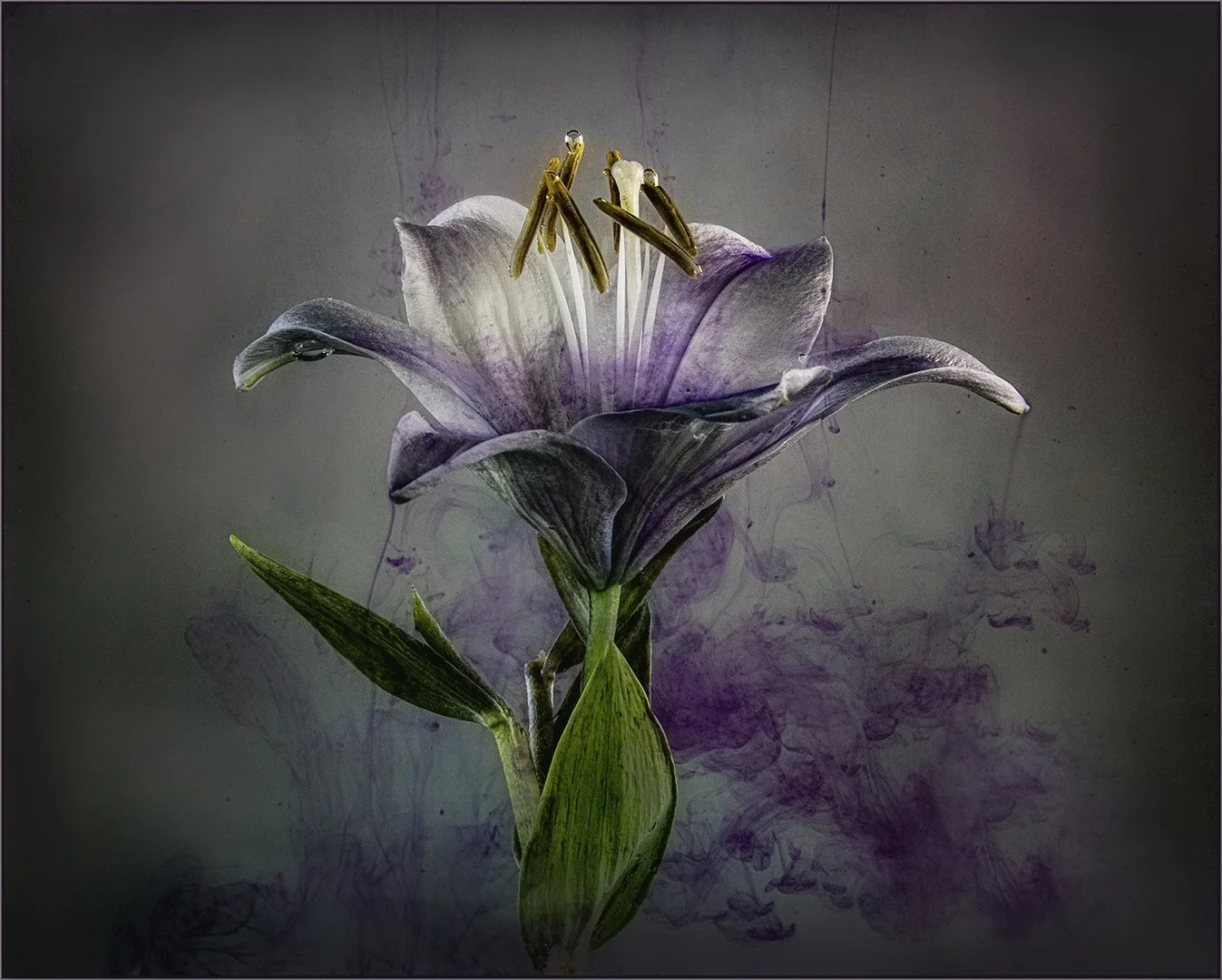 Purpleness - RUNNER UP - Gillian Denny