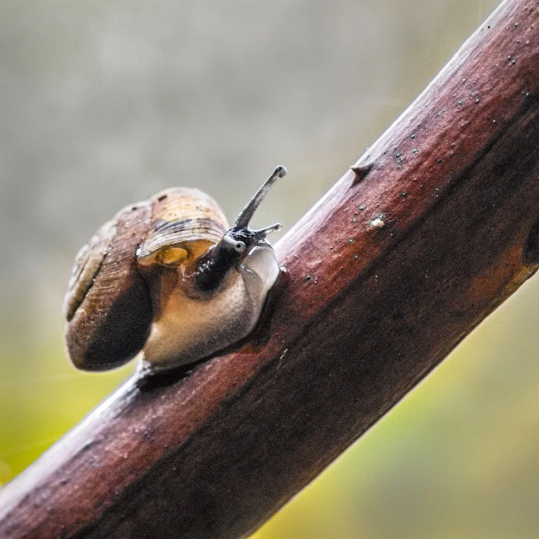Brian the garden snail - Gillian Denny