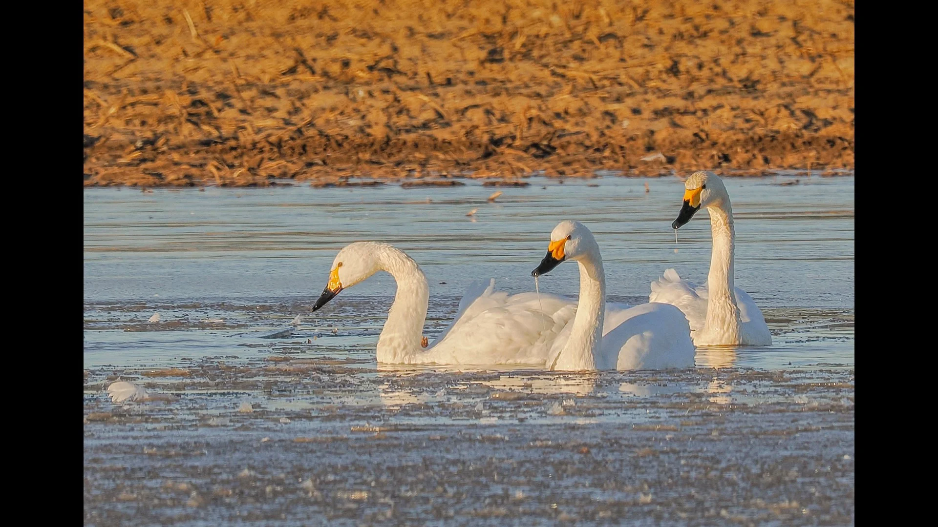 Feeding Swans - John Tallowin