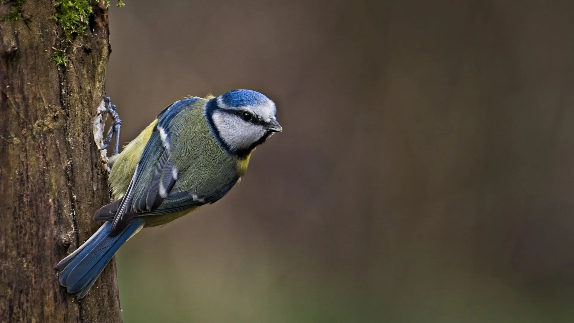 Look Out - WINNER - Laurence Kothari