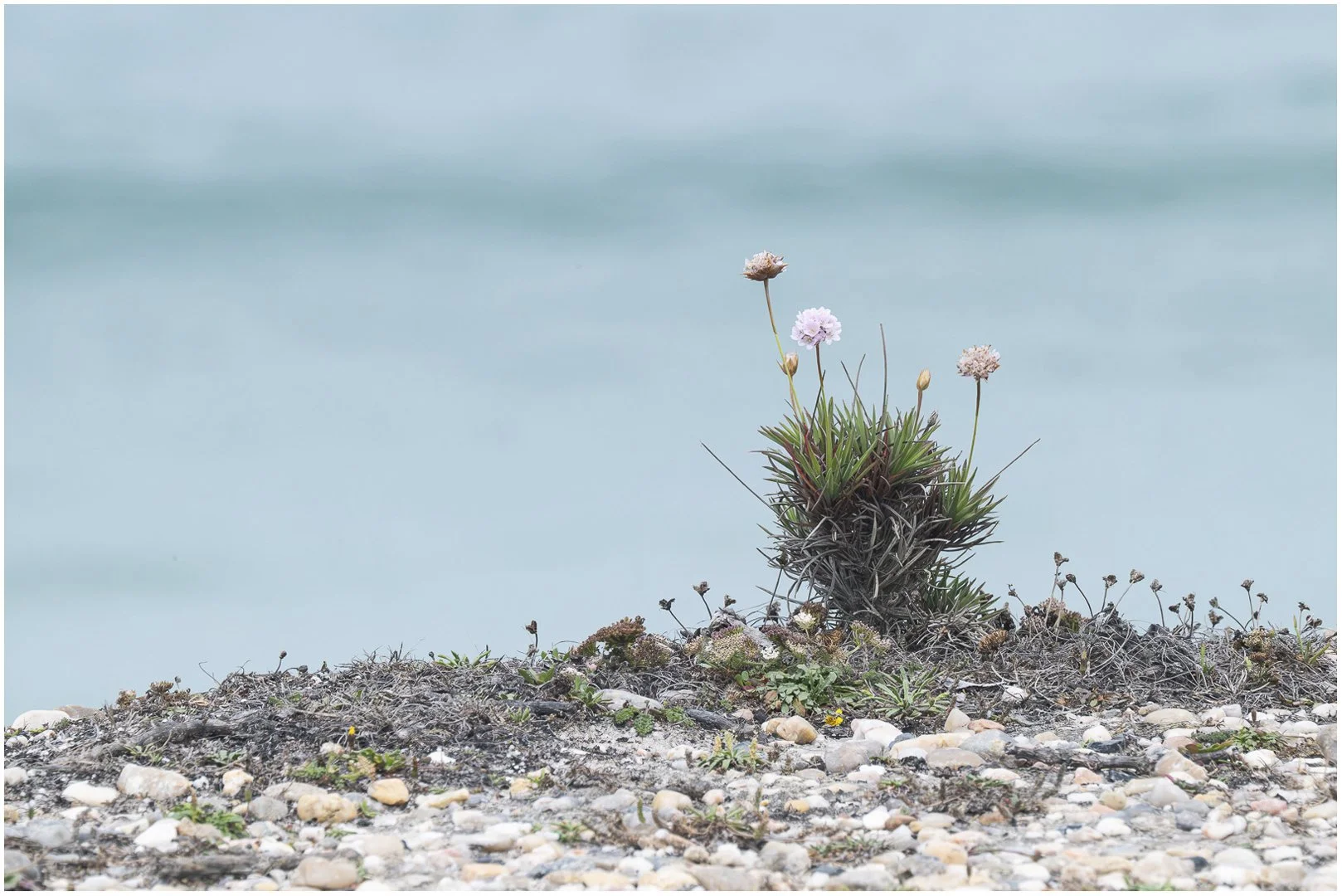 Sea Thrift - Sandy Cowley