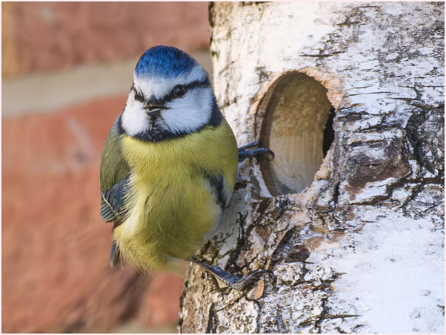 Welcome to my Nestbox - 2nd RUNNER UP -  Jennie Mursell