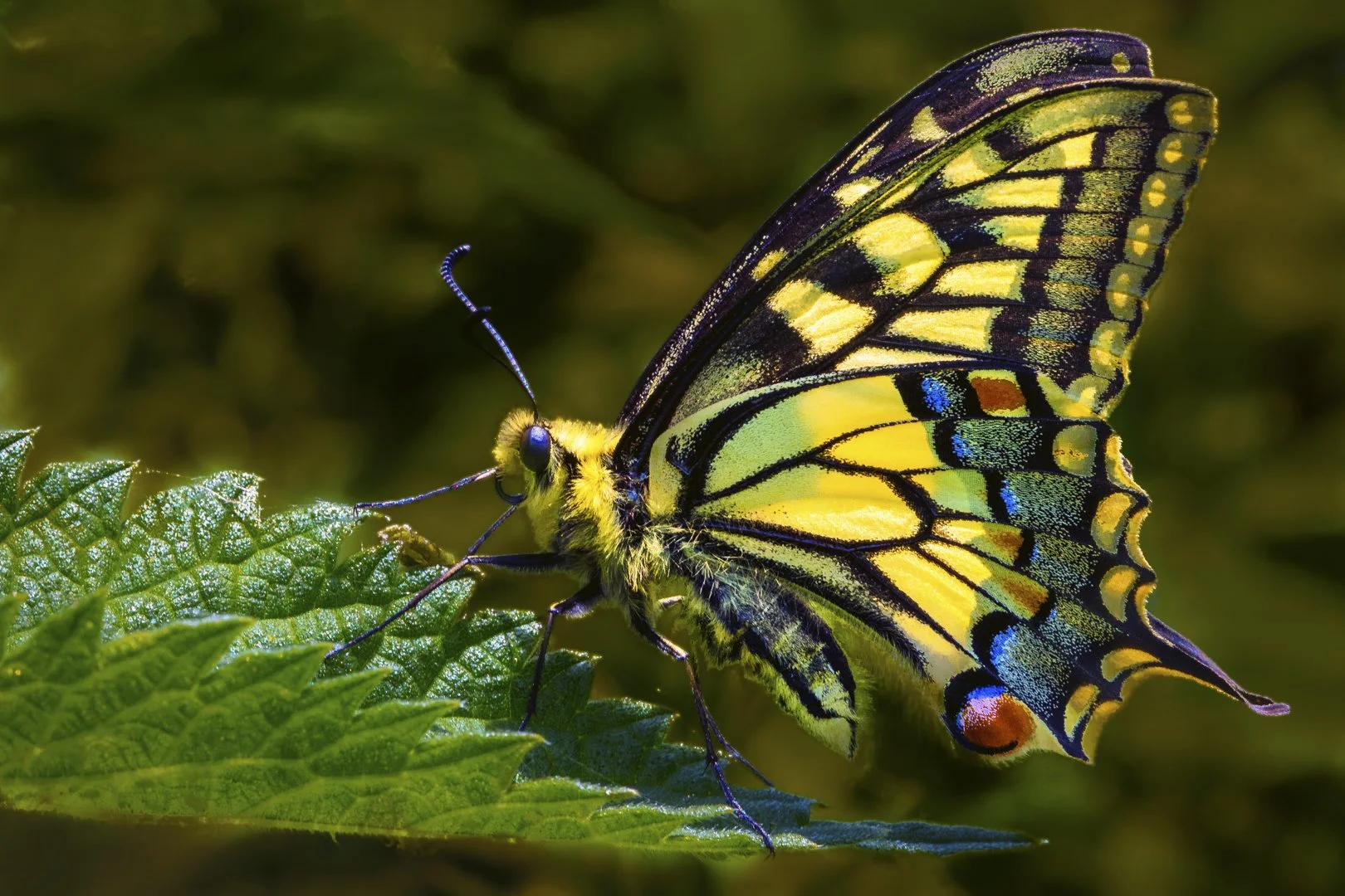 Swallowtail Butterfly Louise Dolan