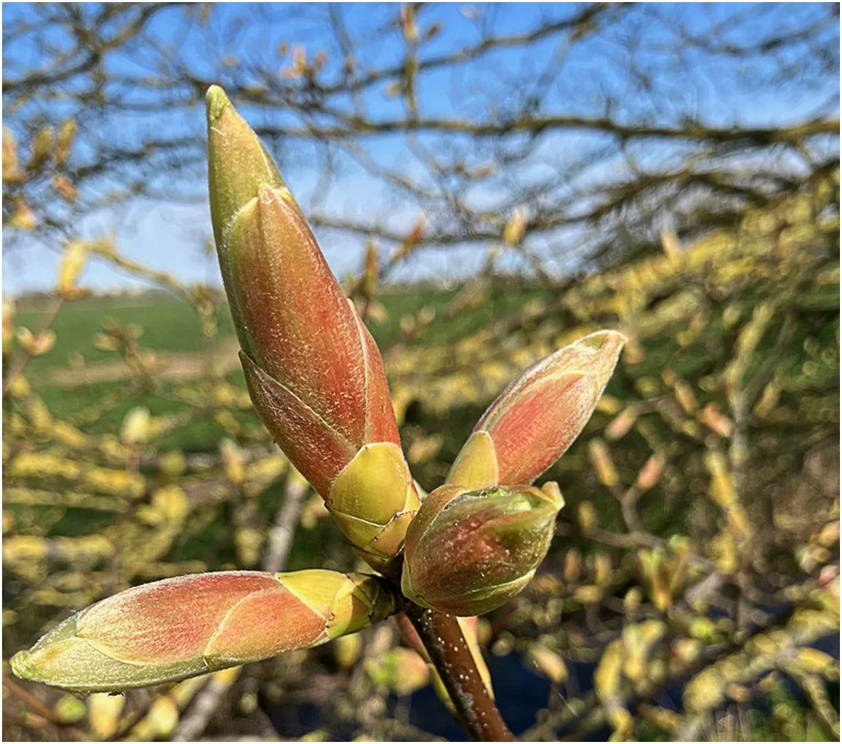 Buds in May - Peter Nicholls