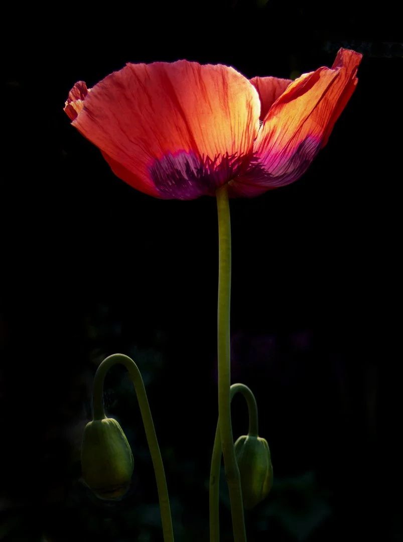 Angelic light - Teresa Chaundy Brain