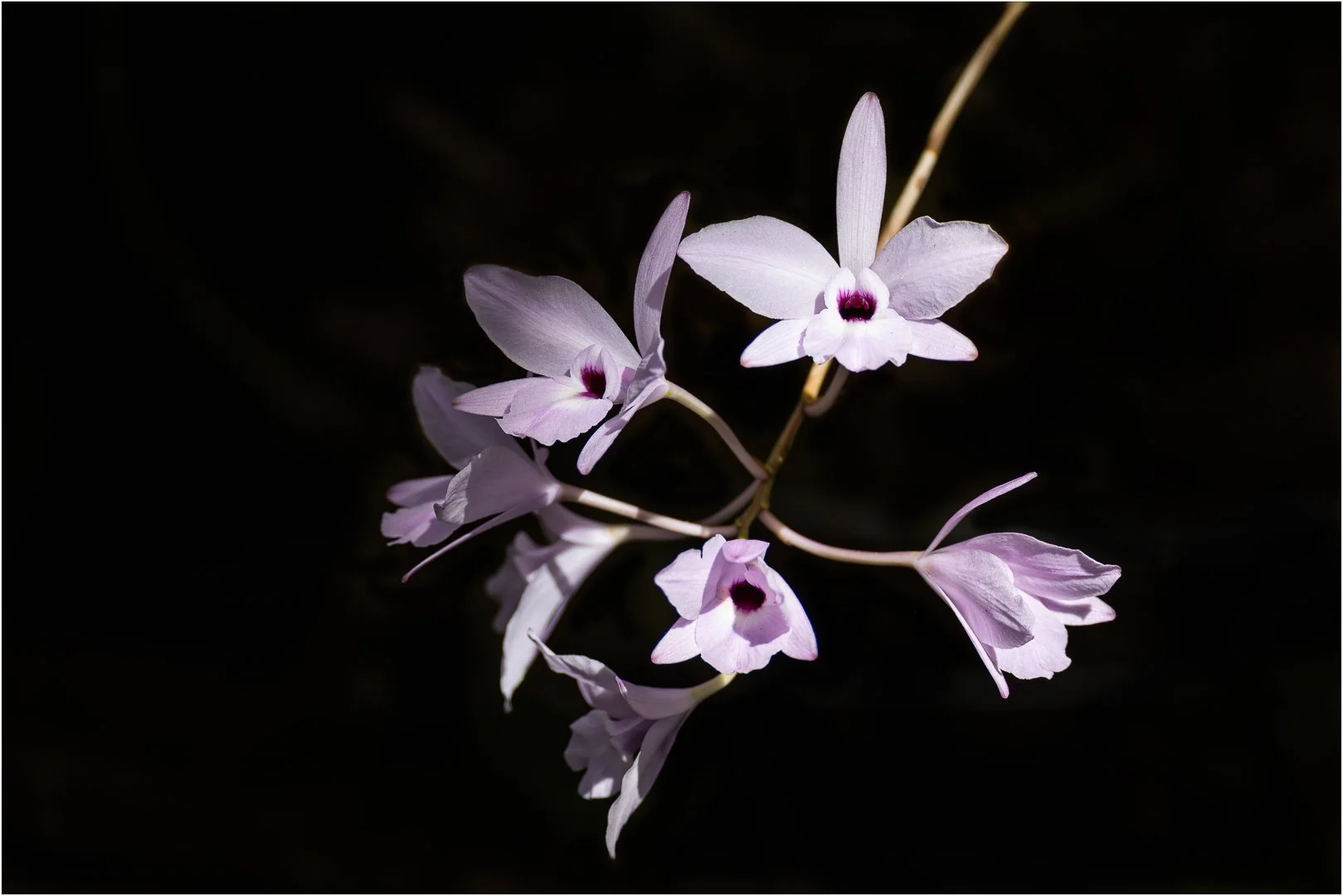 Orchid Flower - Sandy Cowley