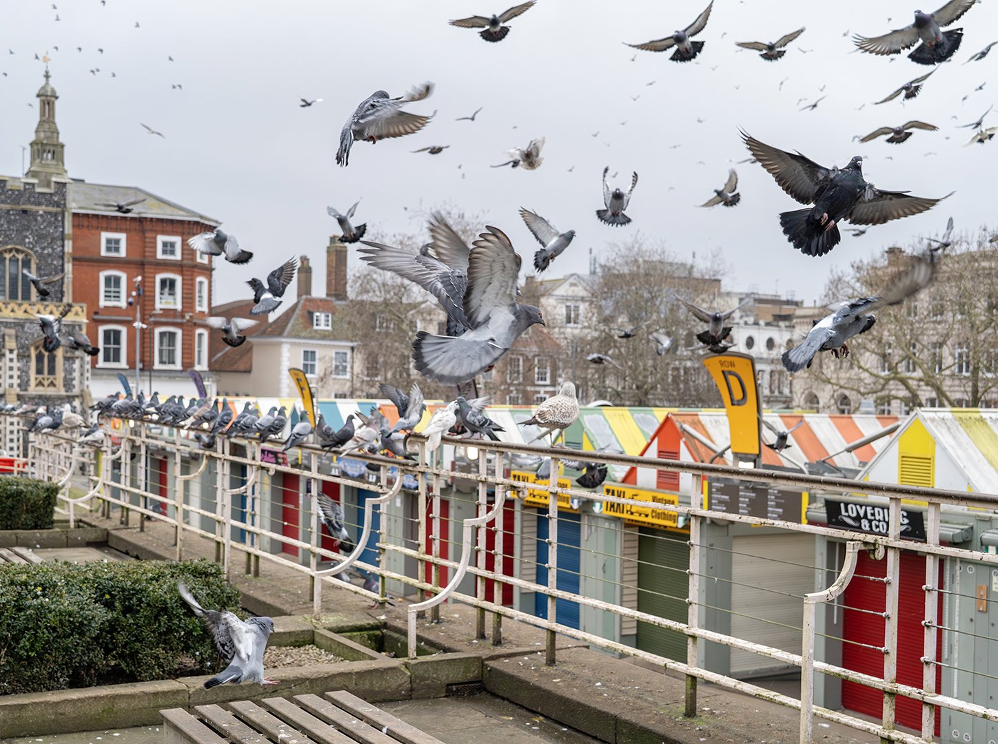 The Birds Paul Colella