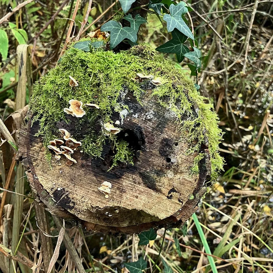 Decayed Tree Stump Peter Nicholls