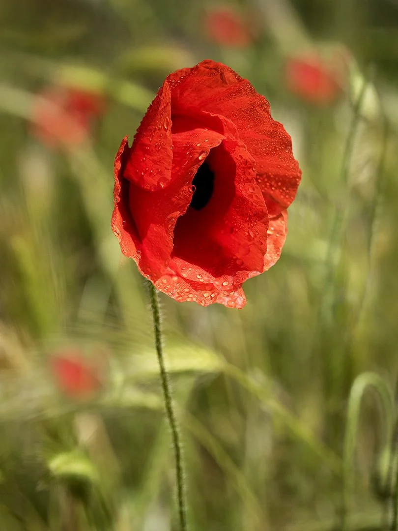Remembrance Micky Chaplin