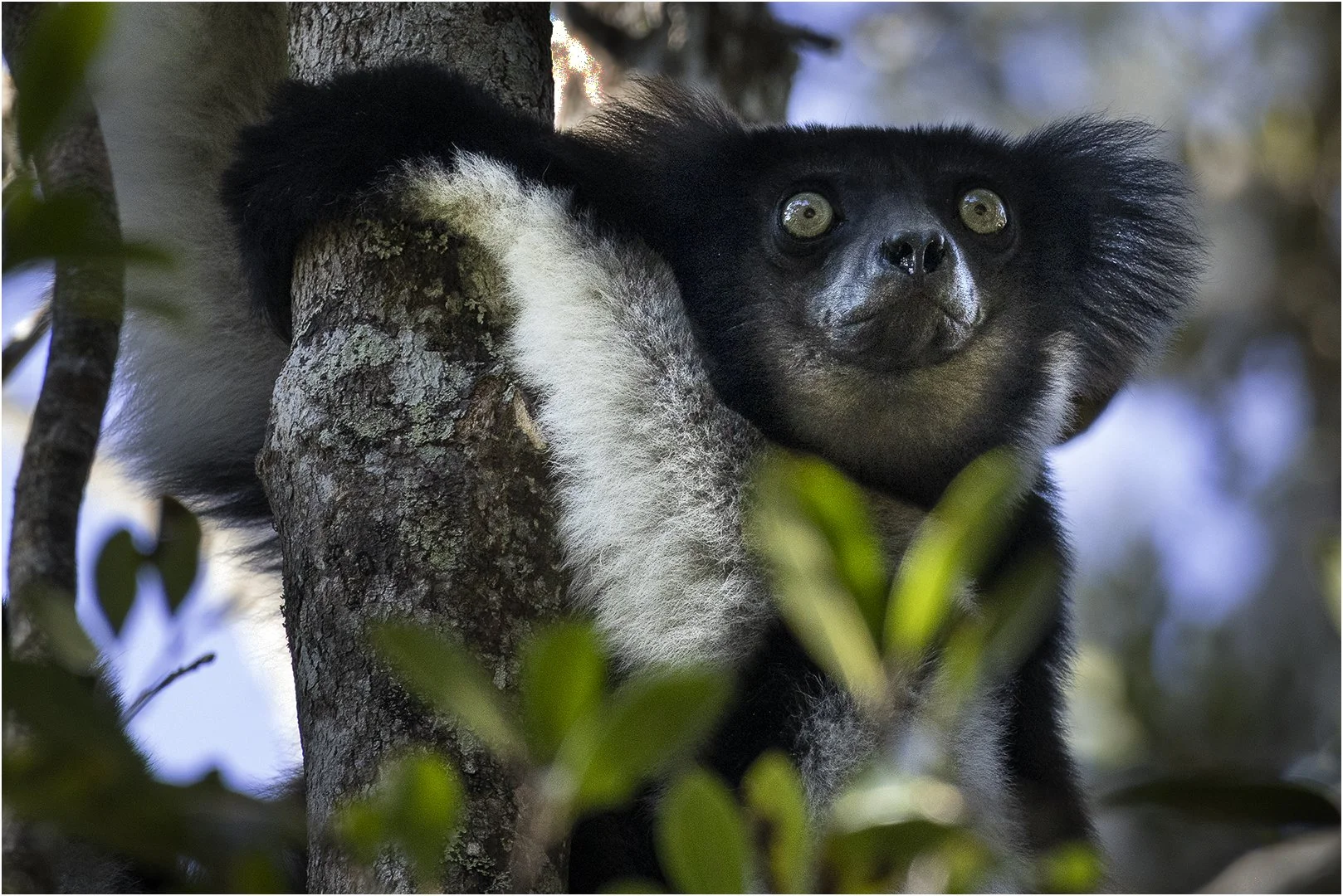 Indri Madagascar Steve Knight