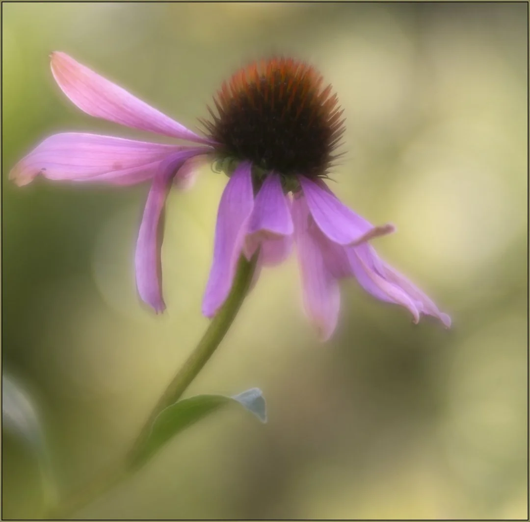 Echinacea.jpg