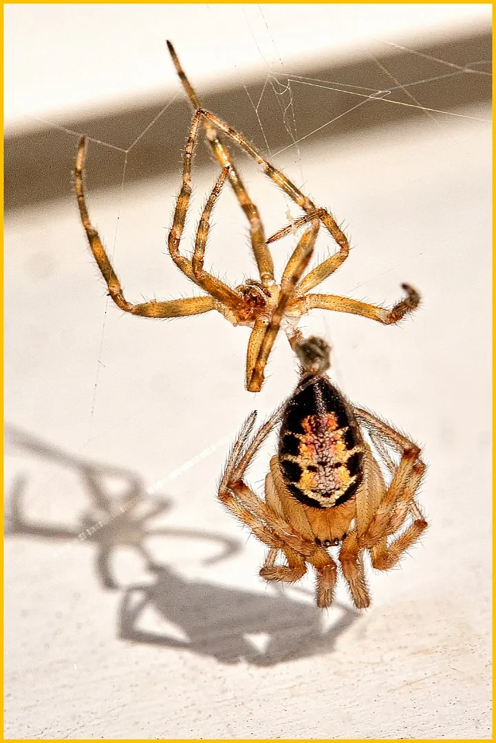 Too Late!! Mate? - RUNNER UP - David Cowling