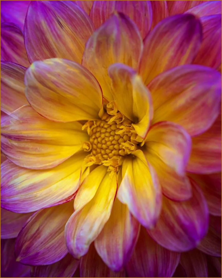 Petals Wide Open Teresa Chaundy-Brain