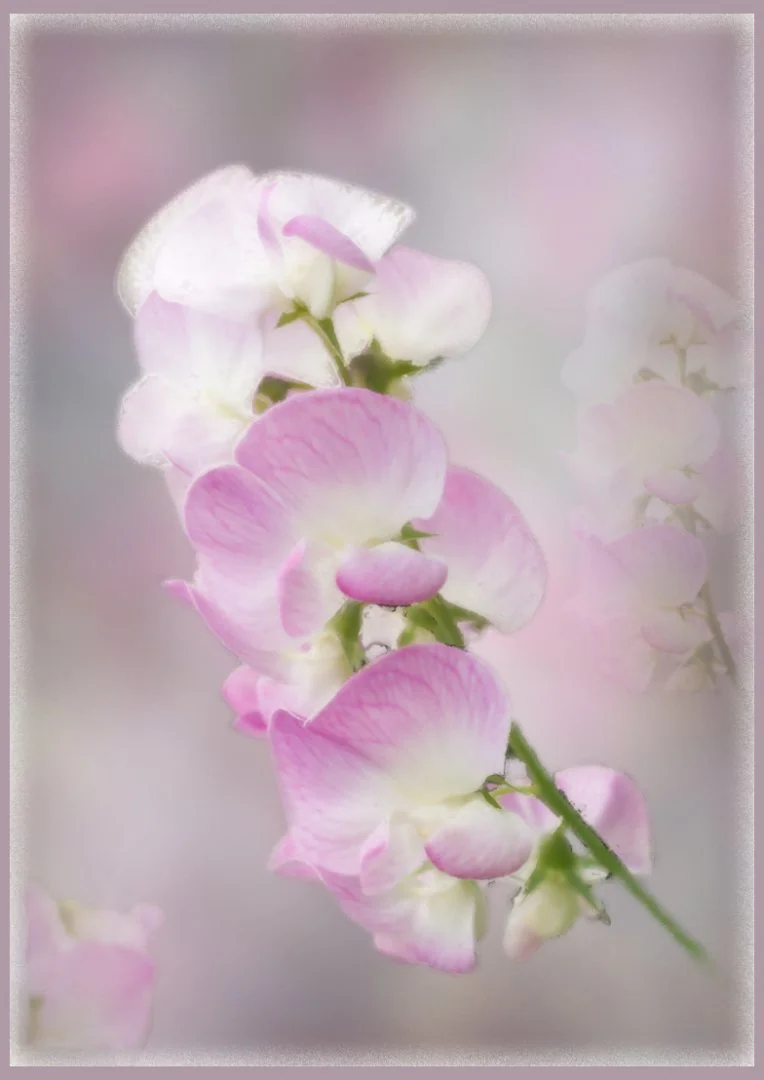 Painterly Sweet Pea Gillian Denny