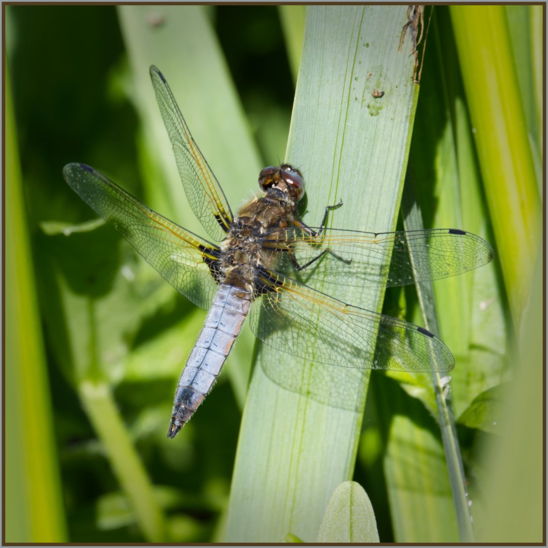 Broad Body Chaser Gillian Denny
