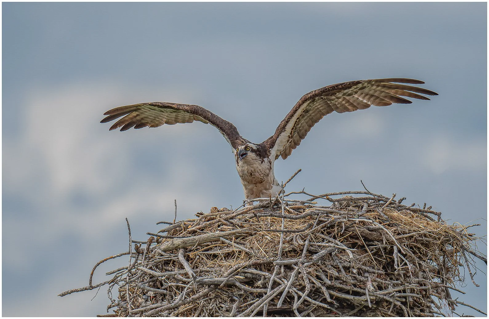 Osprey on the nest - Sandy Cowley