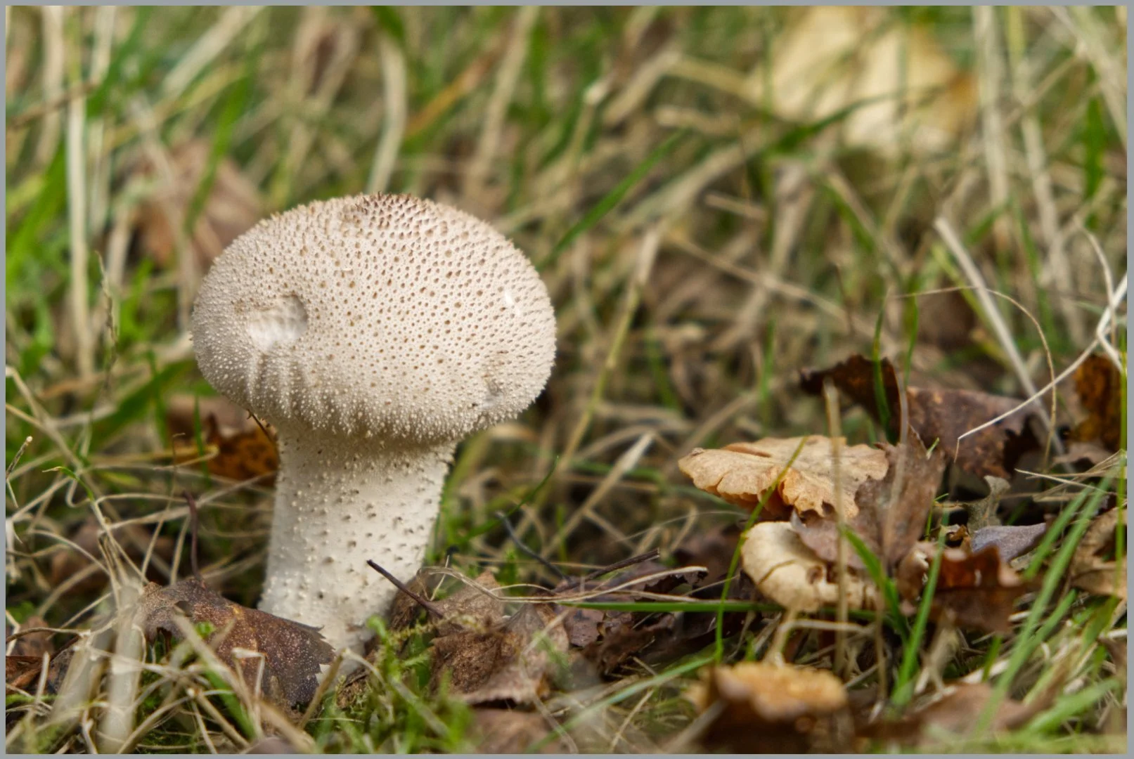 White Prickly fungi - Gillian Denny