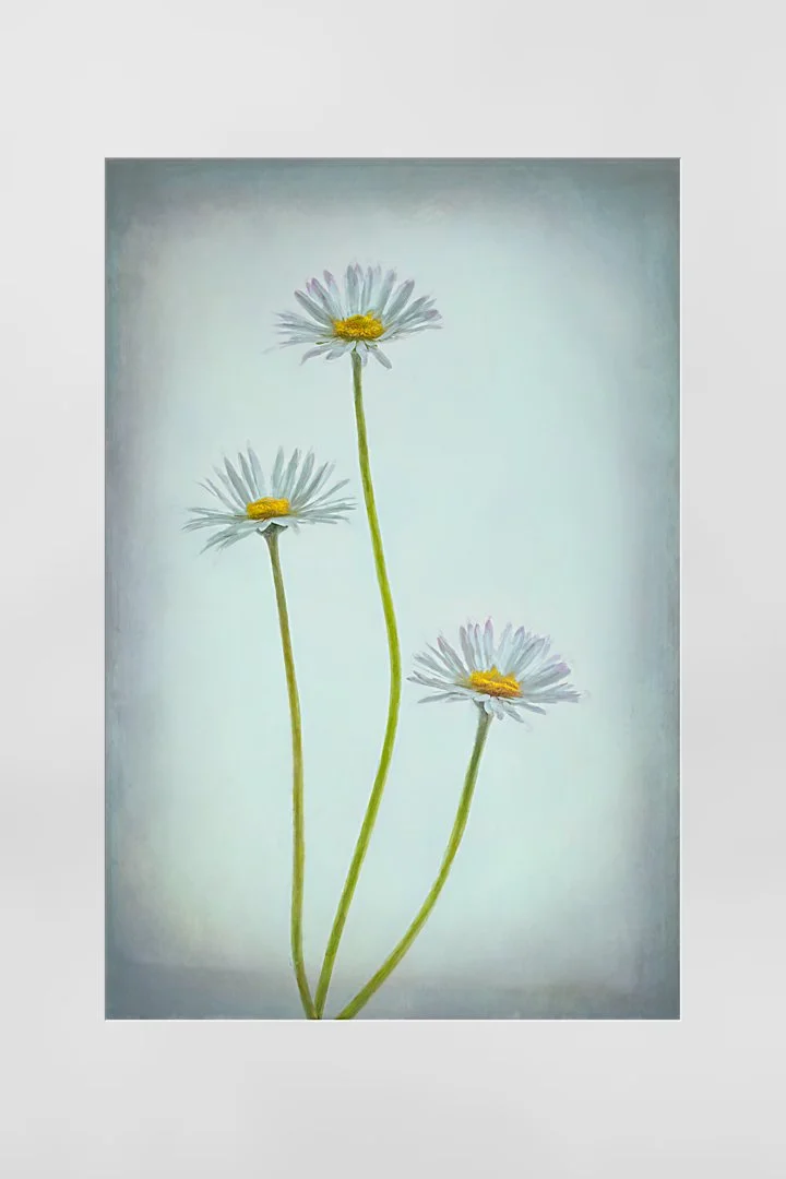Daisies - David Cowling