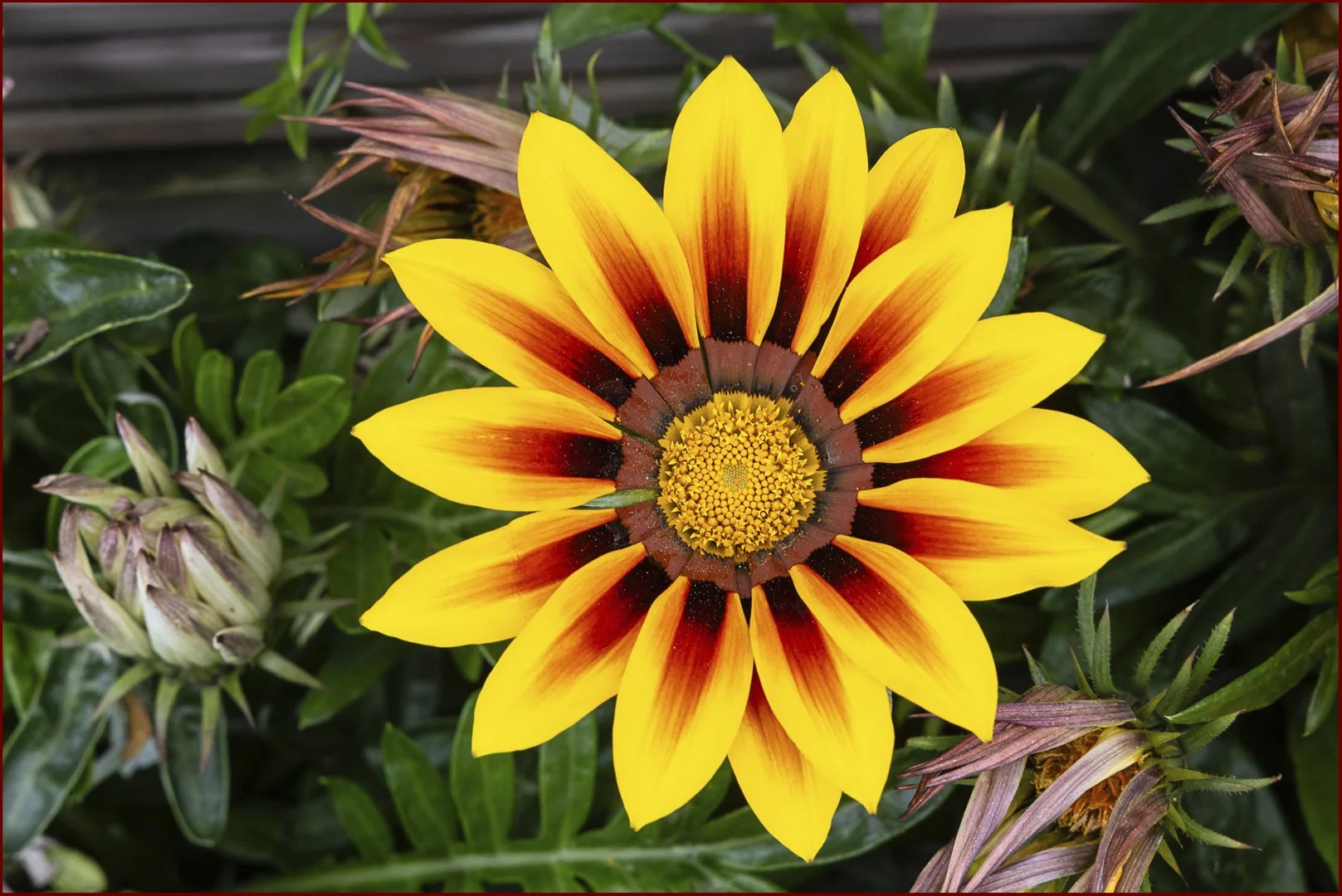 Yellow treasure - Debbie Flower