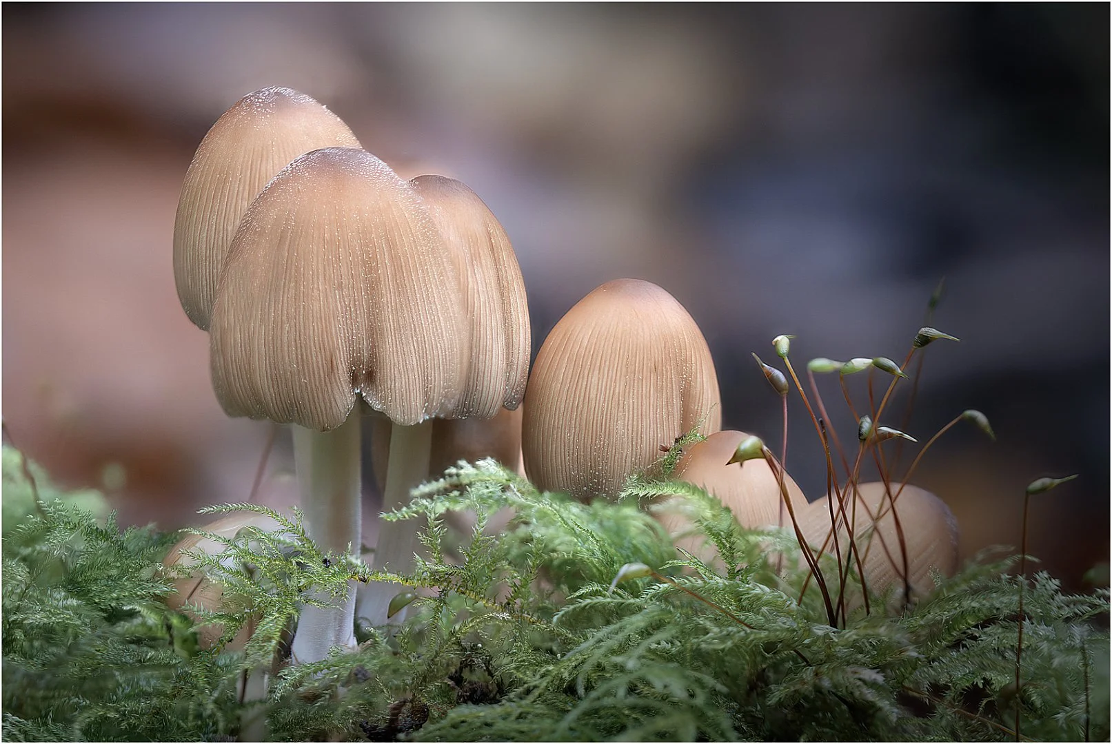 Fungi - David Cowling