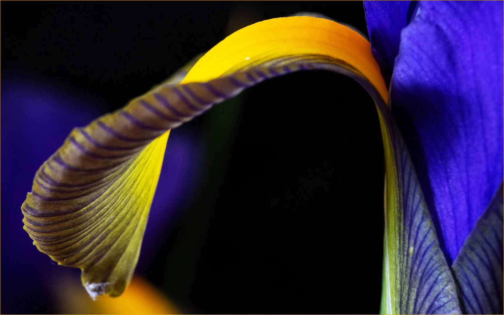 Spanish Iris - Teresa Chaundy Brain