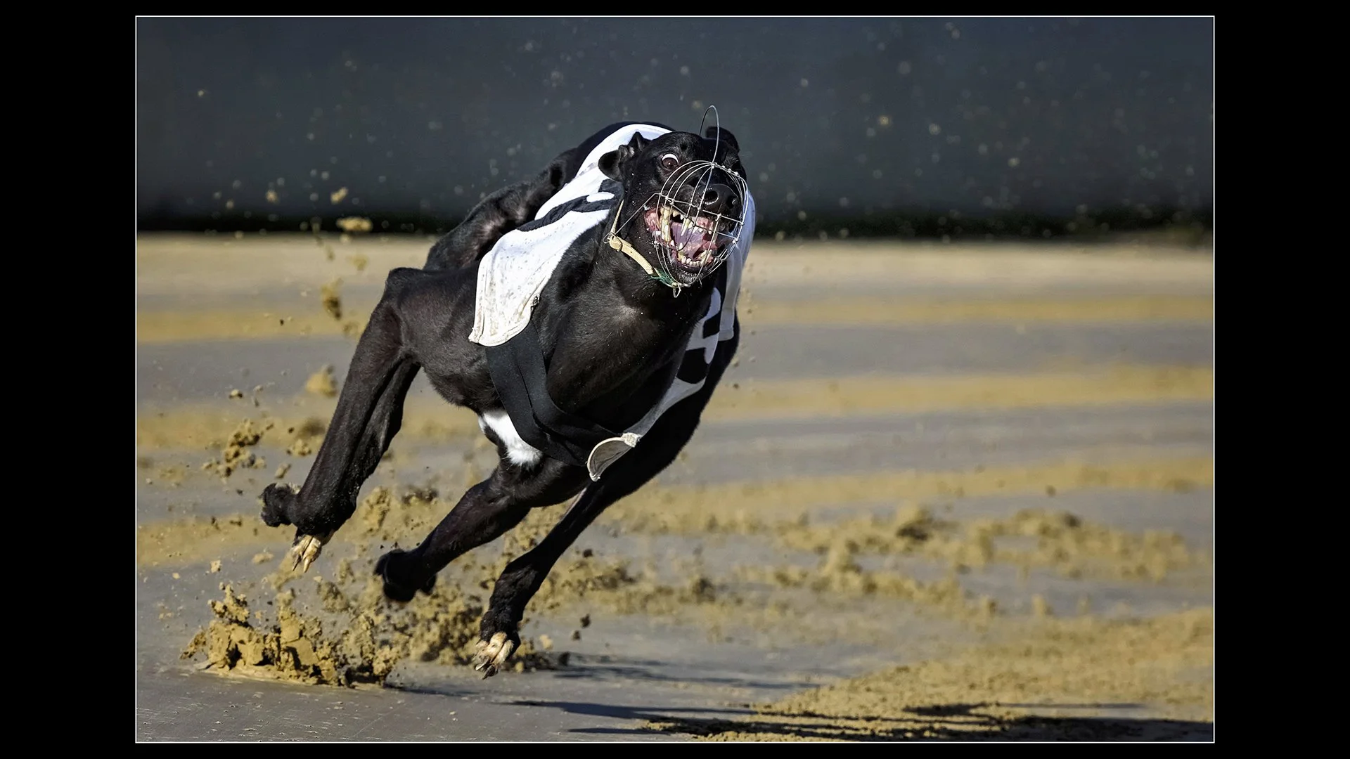 Runner Up Paul Colella