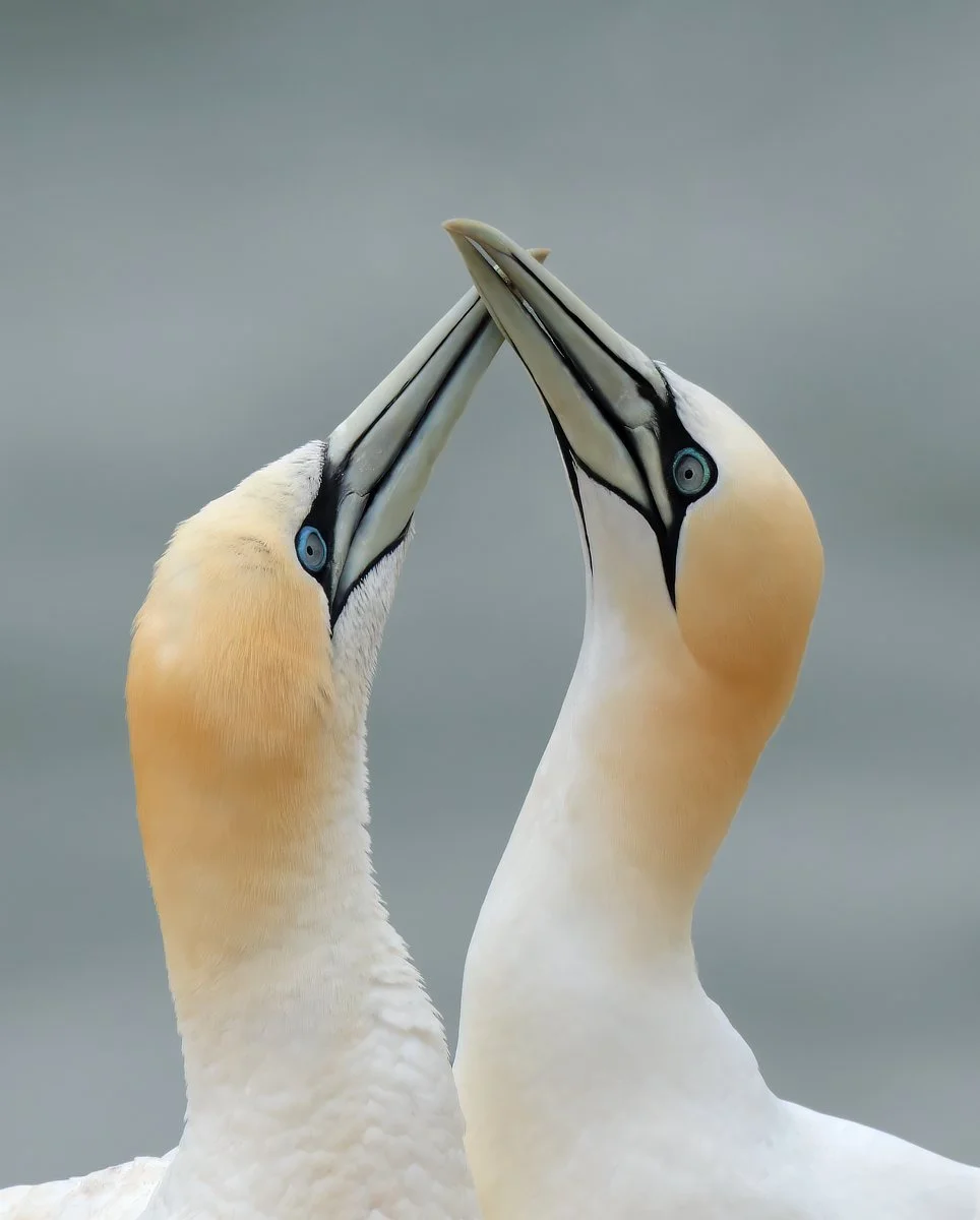 Runner Up Sue Evans ARPS/CPAGB/ASINWP/BPE1