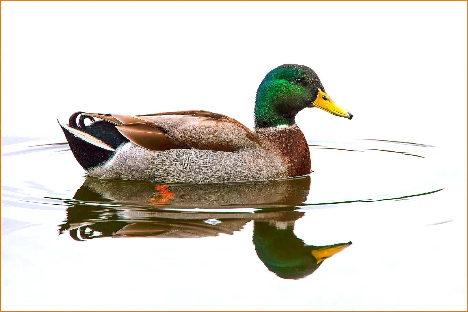 Mallard Drake - David Cowling