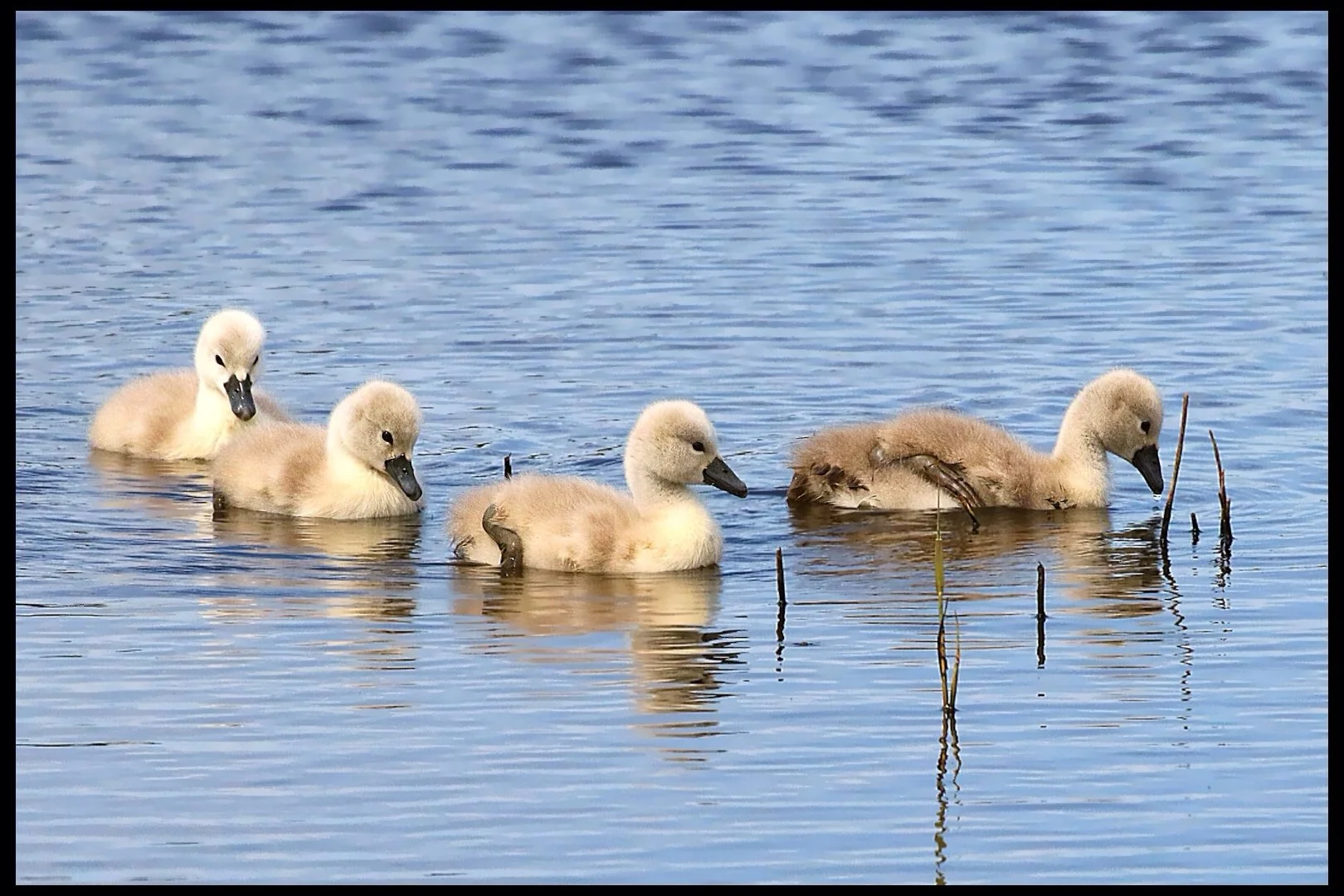 Follow The Leader Steve Holmes