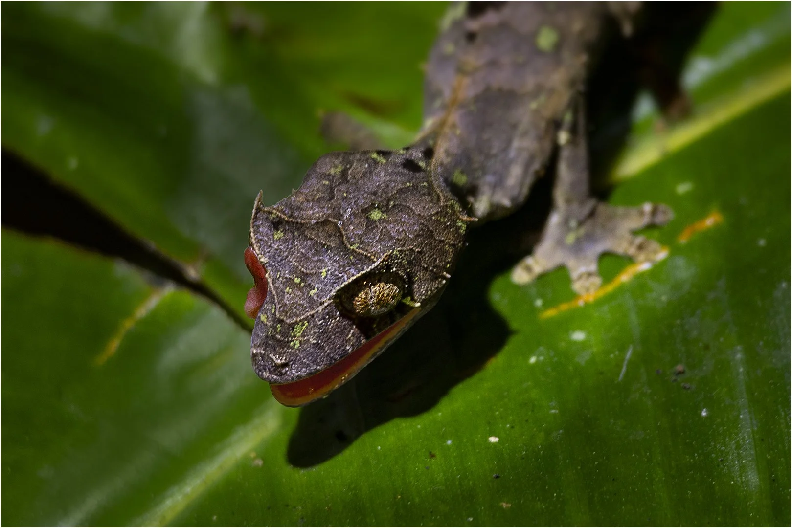 Satanic Leaf Gecko Steve Knight