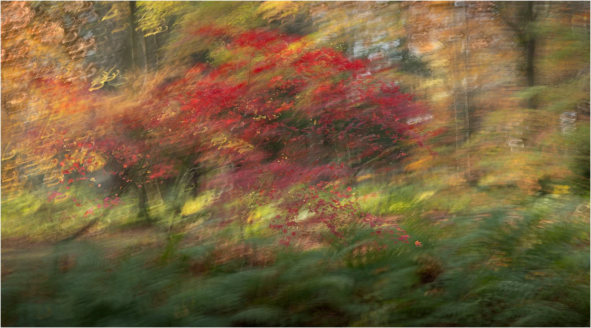 Woodland impressions - Steve Knight