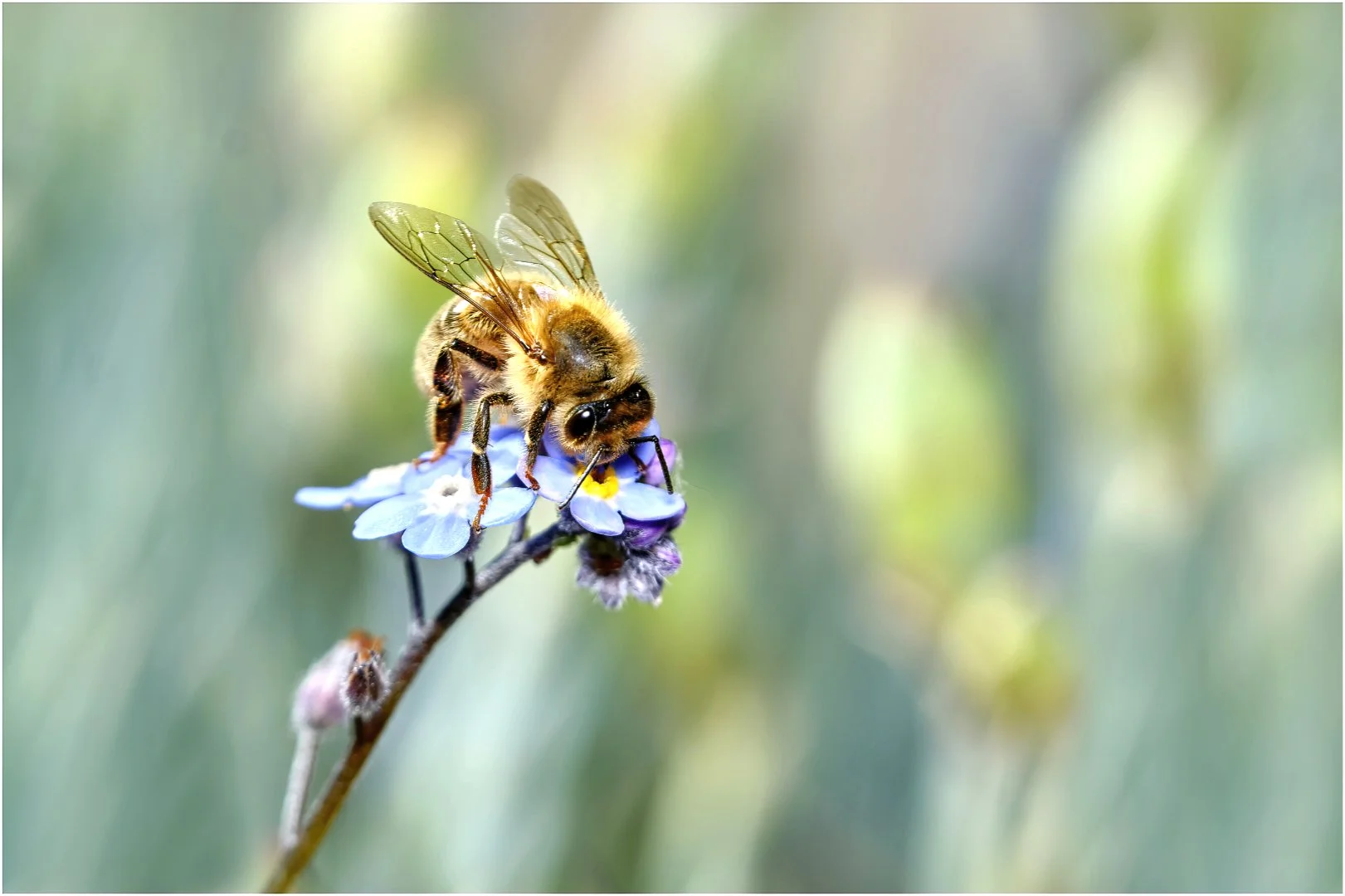 Busy bee - David Cowling